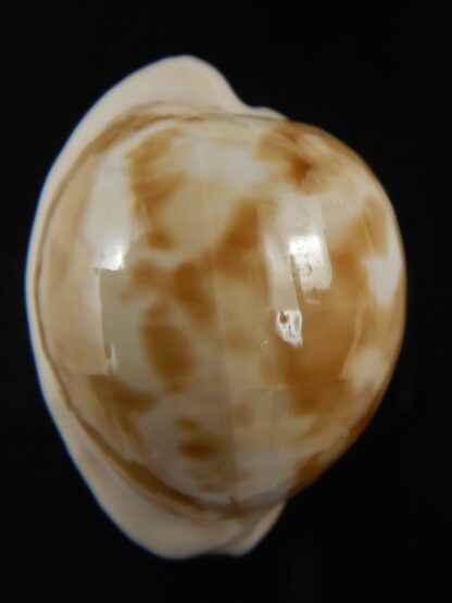 Cypraeovula castanea latebrosa ... GIANT ... 34.08 mm Gem-79347