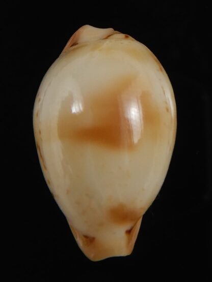 Nesiocypraea midwayensis midwayensis ... 23.94 mm ( Very fresh dead )-79605