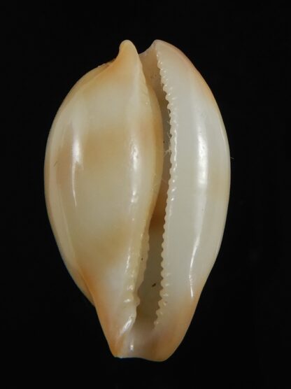 Nesiocypraea midwayensis midwayensis ... 23.94 mm ( Very fresh dead )-79606