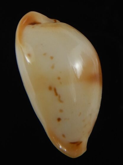 Nesiocypraea midwayensis midwayensis ... 23.94 mm ( Very fresh dead )-79607