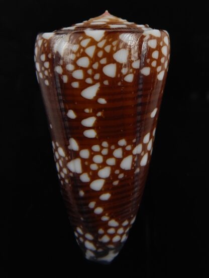 Eugeniconu nobilis gisellelieae ..big Chocolat colour... 56.70 mm Gem-79432