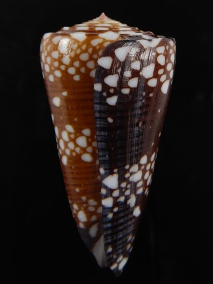 Eugeniconu nobilis gisellelieae ..big Chocolat colour... 56.70 mm Gem-79433