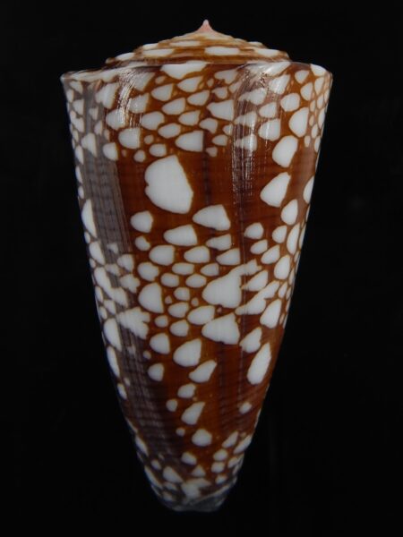 Eugeniconu nobilis gisellelieae ..Very big Chocolat colour... 60.48 mm Gem-79462