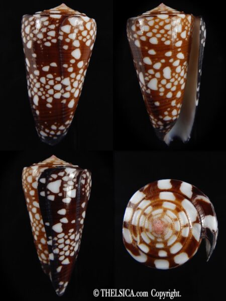 Eugeniconu nobilis gisellelieae ..big Chocolat colour... 57.58 mm Gem-0