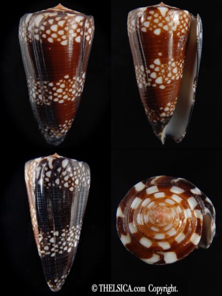 Eugeniconu nobilis gisellelieae ..Giant Chocolat colour... 64.37 mm Gem-0