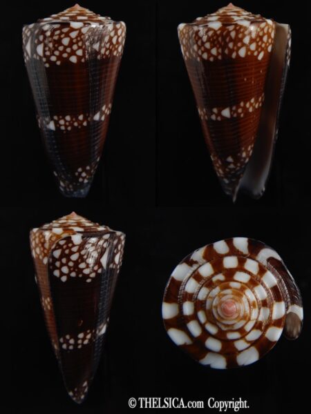Eugeniconu nobilis gisellelieae ..Very big Chocolat colour... 61.22 mm Gem-0