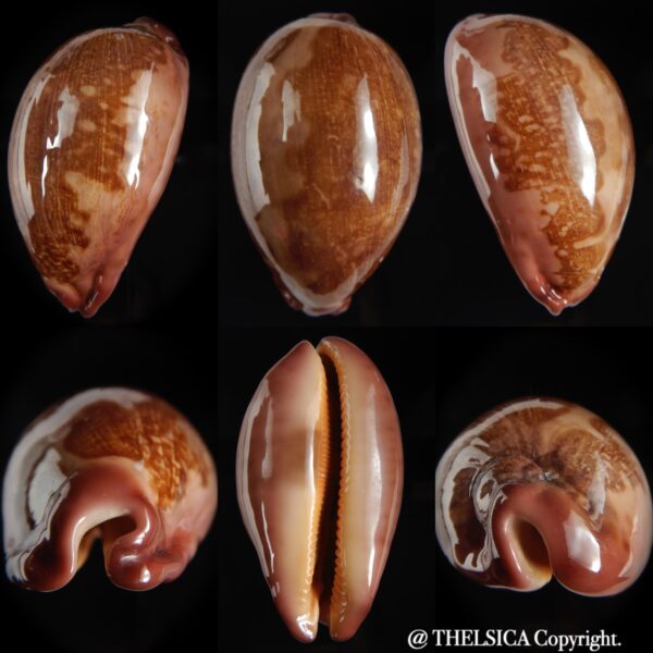 Leporicypraea mappa viridis montrouzieri..RED... 75.90 mm Gem -0