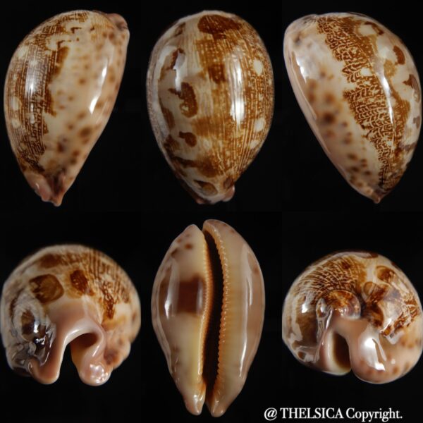 Leporicypraea mappa viridis montrouzieri N&R 75.90 mm Gem -0