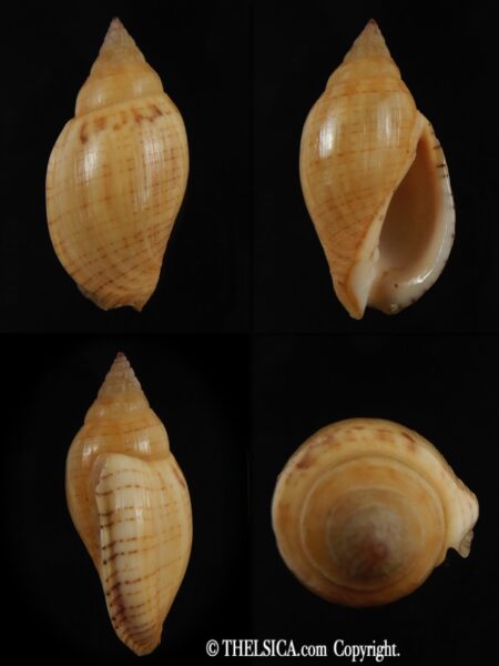 Lyria deliciosa deliciosa ... BIG SIZE ,,, 36.90 mm Gem(-)-0
