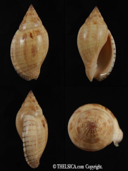 Lyria deliciosa deliciosa ... BIG SIZE ,,, 36.93 mm Gem-0