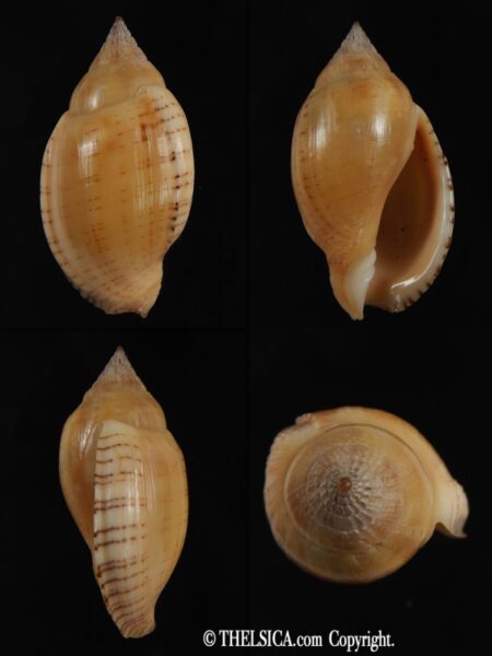 Lyria deliciosa deliciosa ... BIG SIZE ,,, 38.67 mm Gem-0