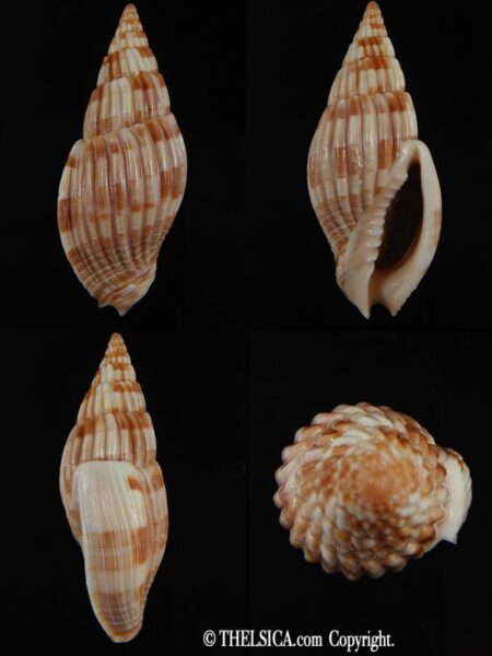 Lyria (Mitraelyria) grangei .. 54.33 mm Gem-0