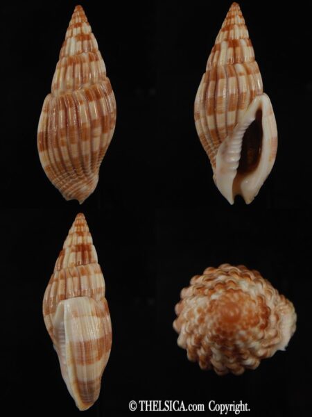 Lyria (Mitraelyria) grangei .. 54.88 mm Gem-0