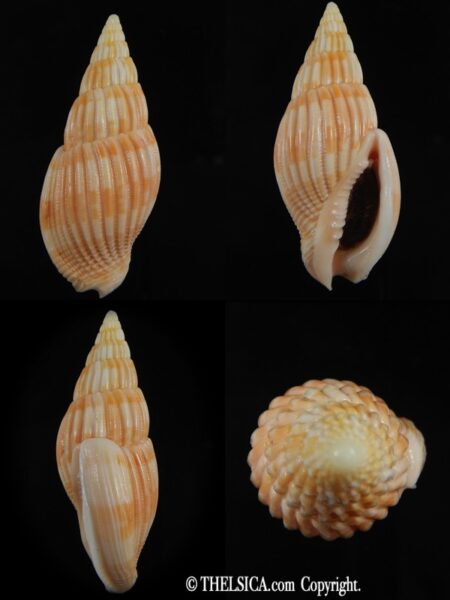 Lyria (Mitraelyria) grangei .. BIG SIZE GOLD ..57.51 mm Gem-0