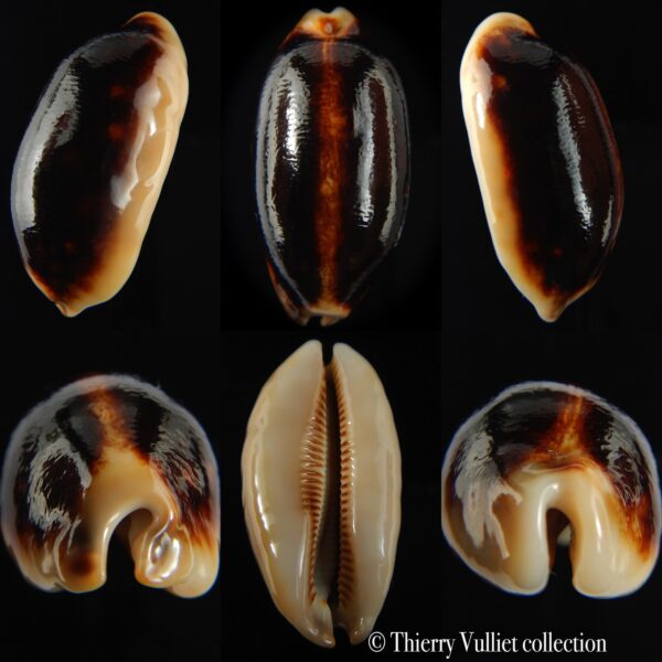 Mauritia scurra indica N&R 44.13 mm Gem-0