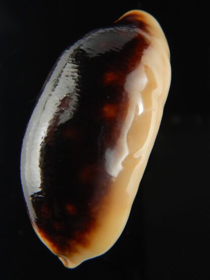Mauritia scurra indica N&R 44.13 mm Gem-78652