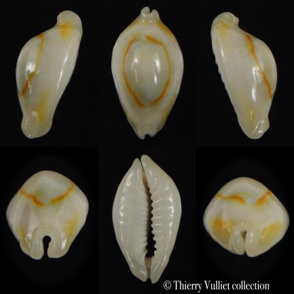 Monetaria annulus N&R 24.45 mm Gem-0