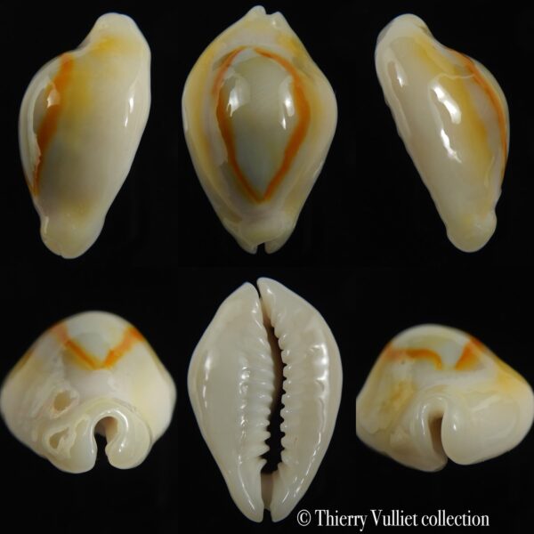 Monetaria annulus N&R 29.72 mm Gem-0