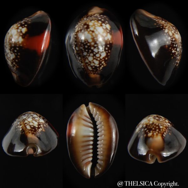 Monetaria caputserpentis aruni 25.05 mm Gem-0