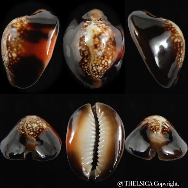 Monetaria caputserpentis aruni 28.57 mm Gem-0