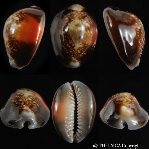 Monetaria caputserpentis aruni 29.10 mm Gem -0