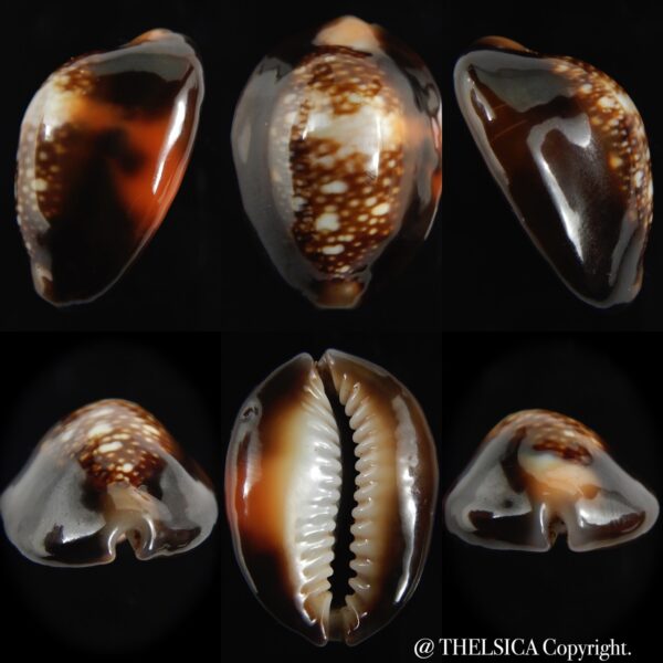 Monetaria caputserpentis aruni 29.60 mm Gem-0