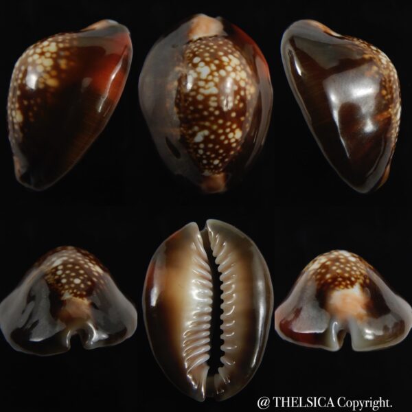 Monetaria caputserpentis aruni 29.68 mm Gem-0