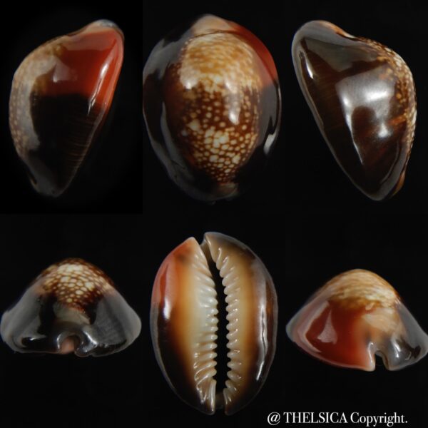 Monetaria caputserpentis aruni 30.34 mm Gem-0