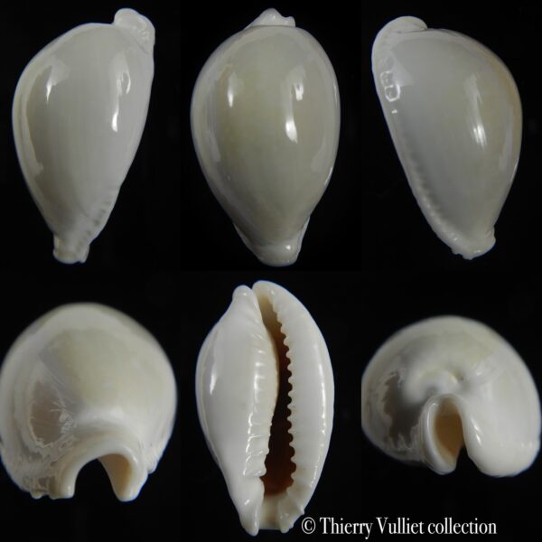 Naria eburnea intermedia 42.15 mm Gem -0
