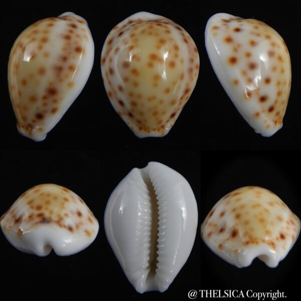 Naria ostergaardi ,,, LIVE ,,, 19.11 mm Gem -0