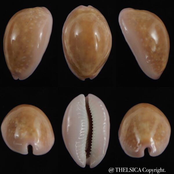 Naria poraria N&R 22.60 mm Gem-0