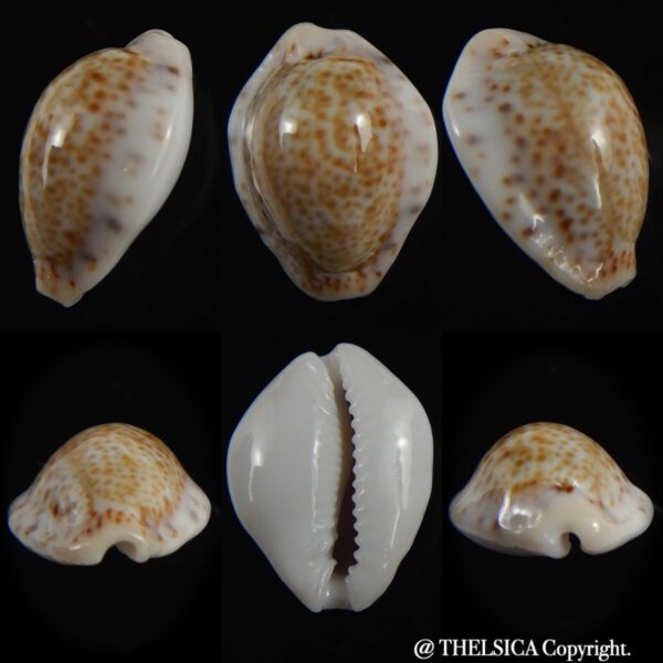Cypraea acicularis sanctahelenae 18.55 mm Gem-0