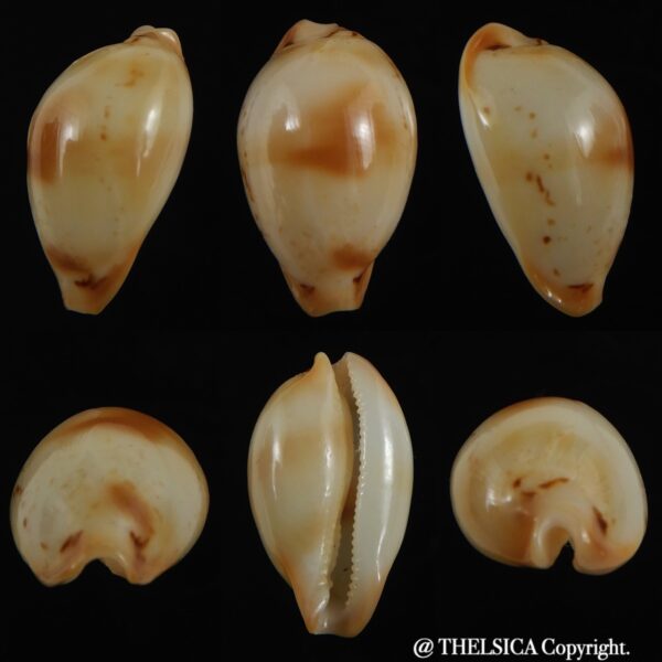 Nesiocypraea midwayensis midwayensis ... 23.94 mm ( Very fresh dead )-0