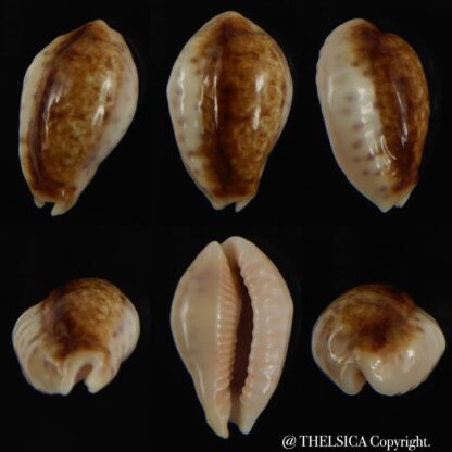 Ovatipsa chinensis variolaria tortirostris .Niger... 24.43 mm Gem -0