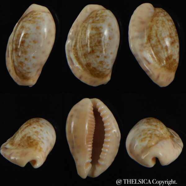 Ovatipsa chinensis variolaria tortirostris 24.06 mm Gem-0