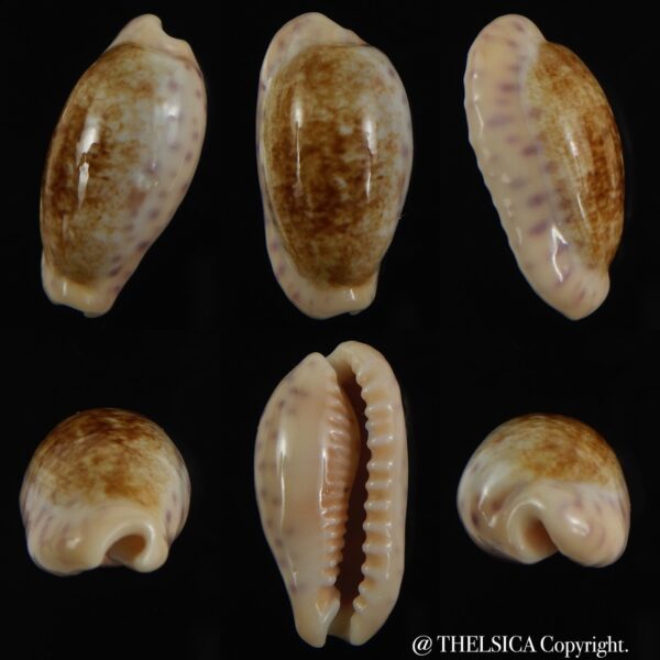 Ovatipsa chinensis variolaria tortirostris 25.61 mm Gem-0
