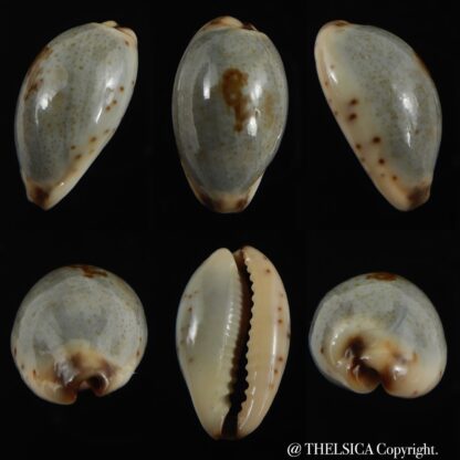Purpuradusta gracilis macula 20.28 mm Gem-0