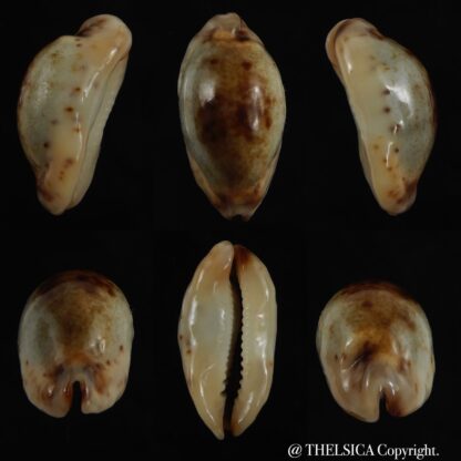 Purpuradusta gracilis macula N&R 20.88 mm Gem -0