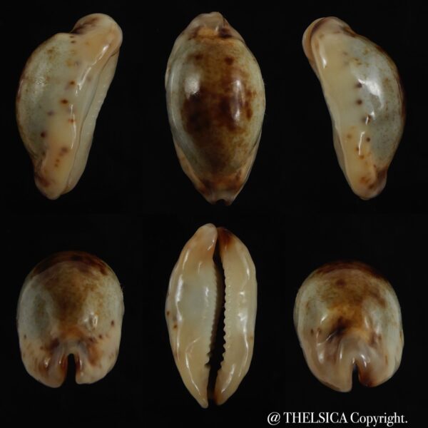 Purpuradusta gracilis macula N&R 20.88 mm Gem -0