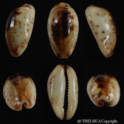Purpuradusta gracilis macula N&R 23.35 mm Gem-0