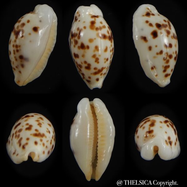 Ransionella punctata N&R 11.79 mm Gem-0