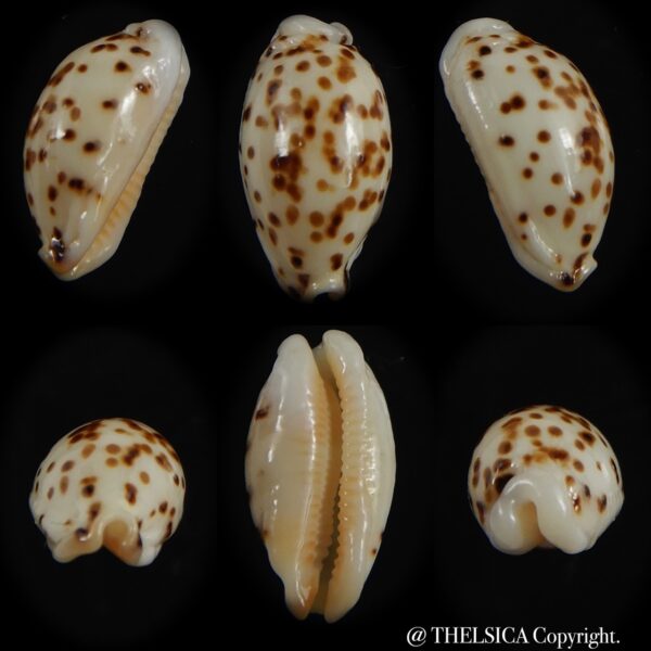 Ransionella punctata N&R 12.53 mm Gem-0