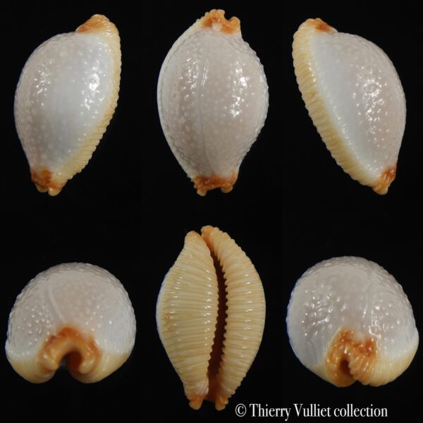 Staphylaea staphylaea consobrina N&R 19.47 mm Gem-0