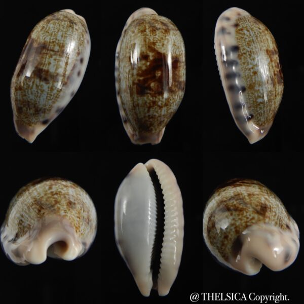 Talostolida pellucens pellucens...Big size ... 38.11 mm Gem-0