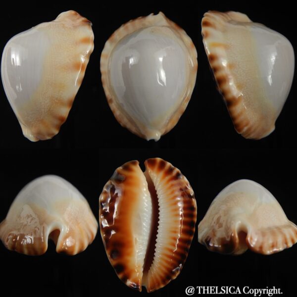 Zoila ketyana hypermarginata 50.16 mm Gem-0