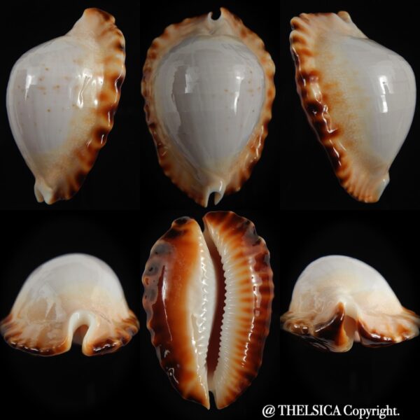Zoila ketyana hypermarginata 52.33 mm Gem-0