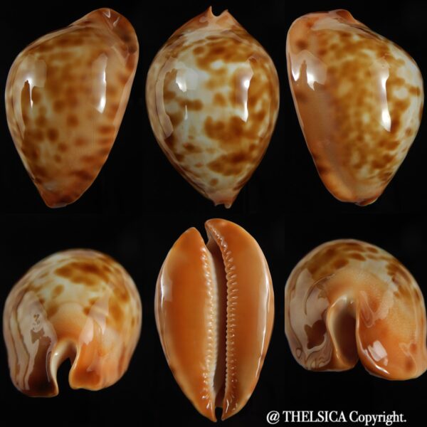 Zoila jeaniana jeaniana ...GOLD... 69.12 mm Gem-0