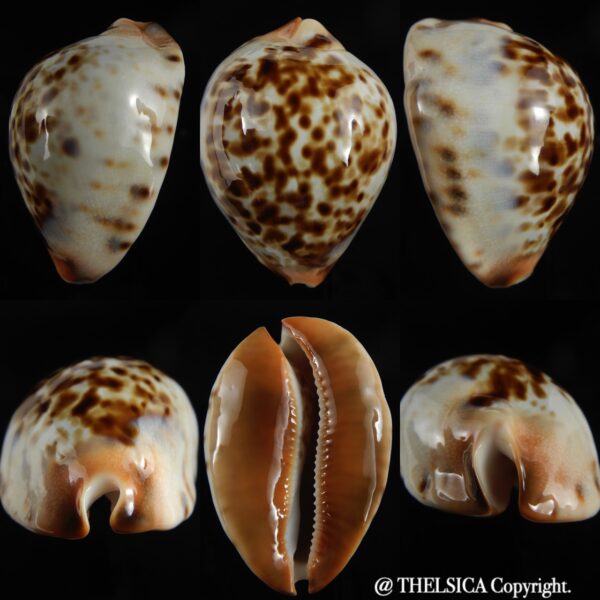 Zoila jeaniana jeaniana ...SP Colour... 67 mm Gem-0