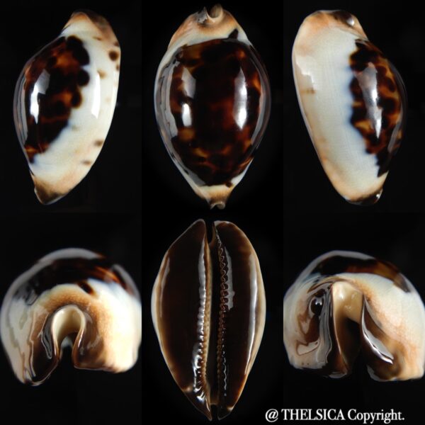 Zoila jeaniana praeclara...exceptional... 75.60 mm Gem-0