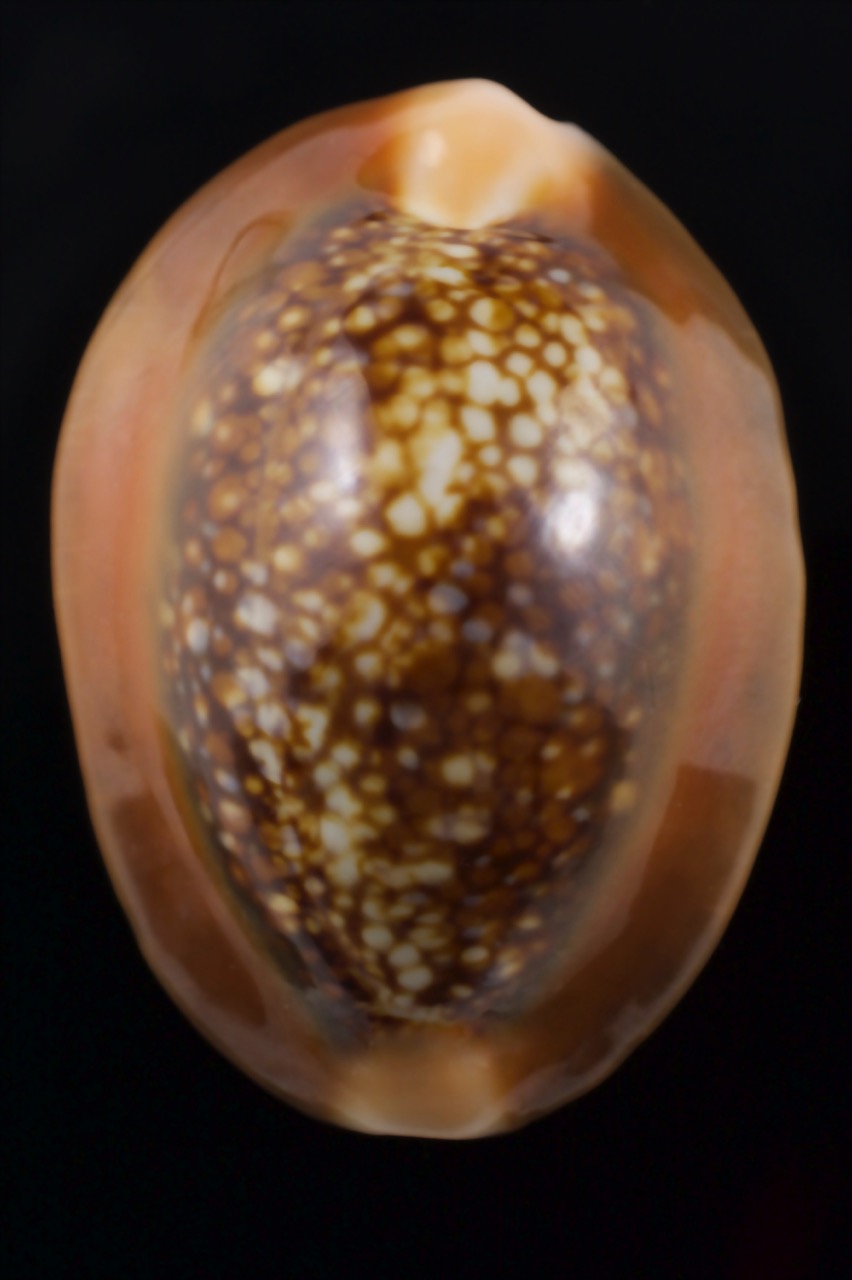 Monetaria caputserpentis ..SP colour... 33.16 mm Gem - Thelsica